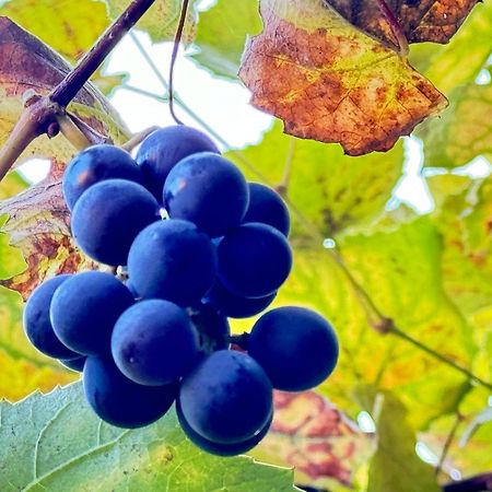 Casa Ming Βίλα Μπρασόβ Εξωτερικό φωτογραφία